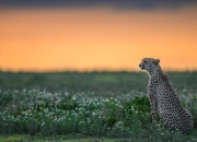 米兰百家乐-约基奇用实力证明自己，爵士正面击溃山西队