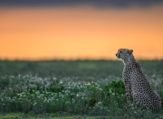 米兰百家乐-约基奇用实力证明自己，爵士正面击溃山西队