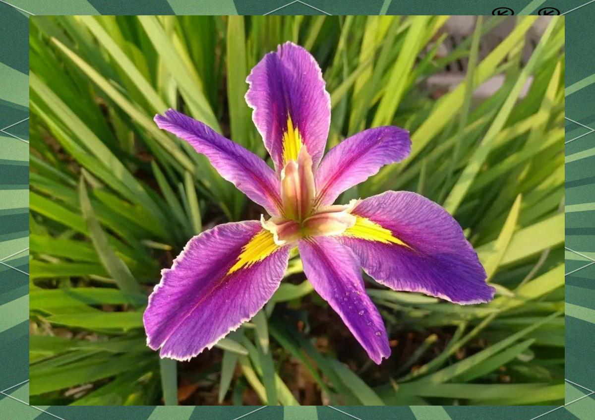 法国挑战瑞士,胜负将在一线之间 法国挑战瑞士,胜负将在一线之间