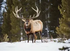包含雄鹿客场大败雄鹿,劳森快攻破堪王朝的词条 包含雄鹿客场大败雄鹿,劳森快攻破堪王朝的词条
