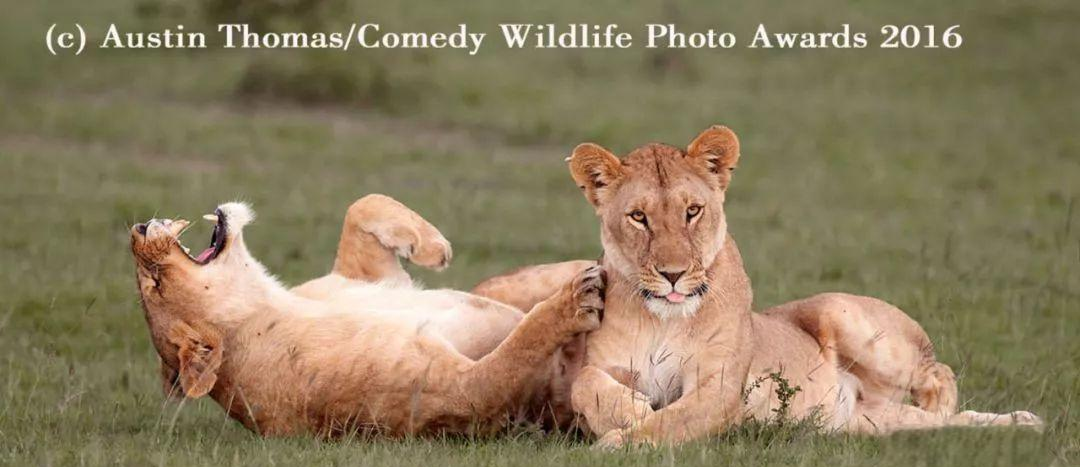 雄狮击败灰熊,实力得到认可 雄狮击败灰熊,实力得到认可