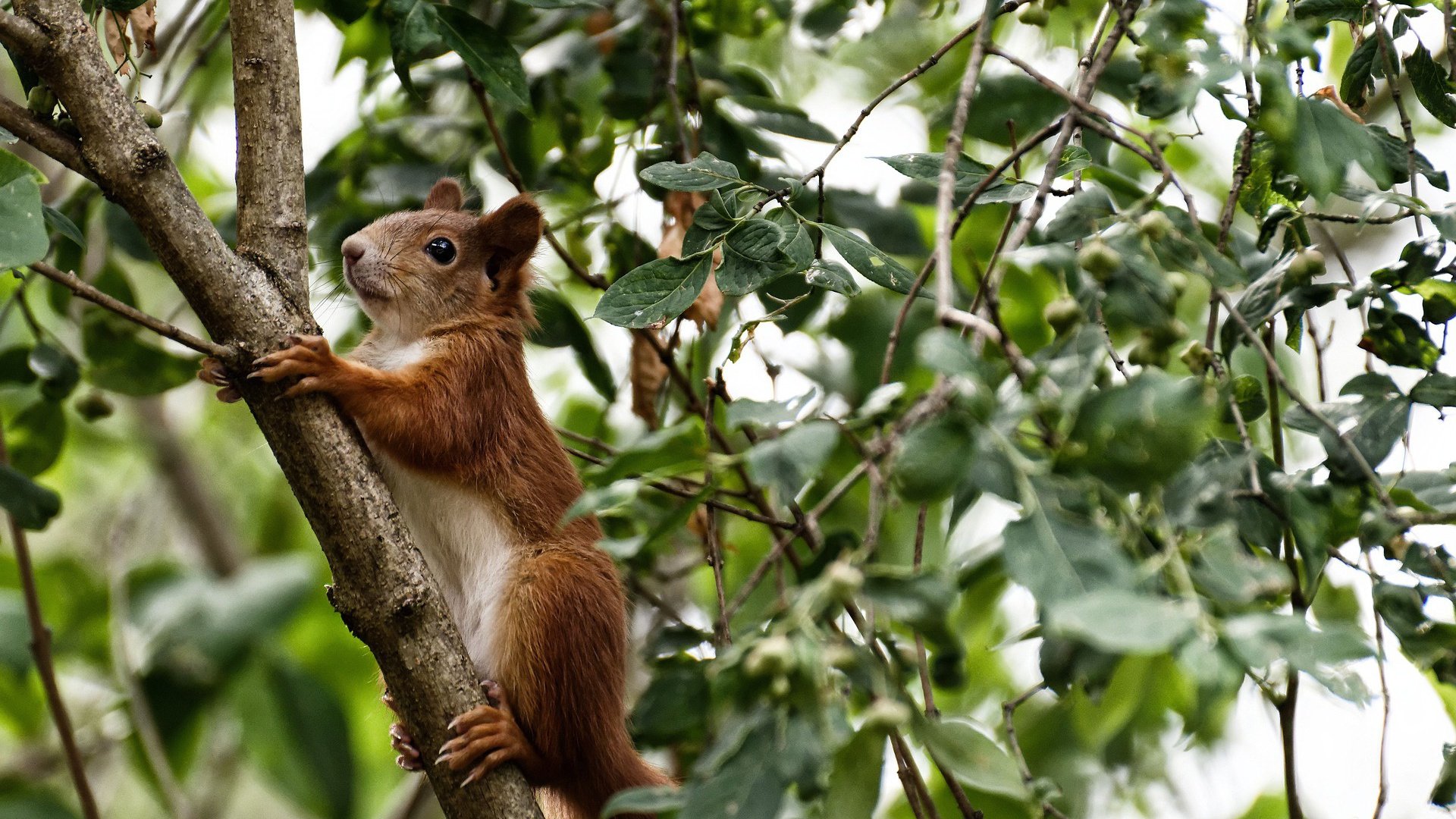 当紫金军团遭遇魔术魔法，约基奇制胜一击背后的篮球哲学