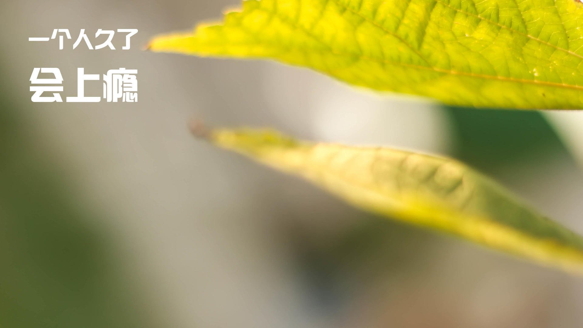 约基奇用实力证明自己,爵士正面击溃山西队